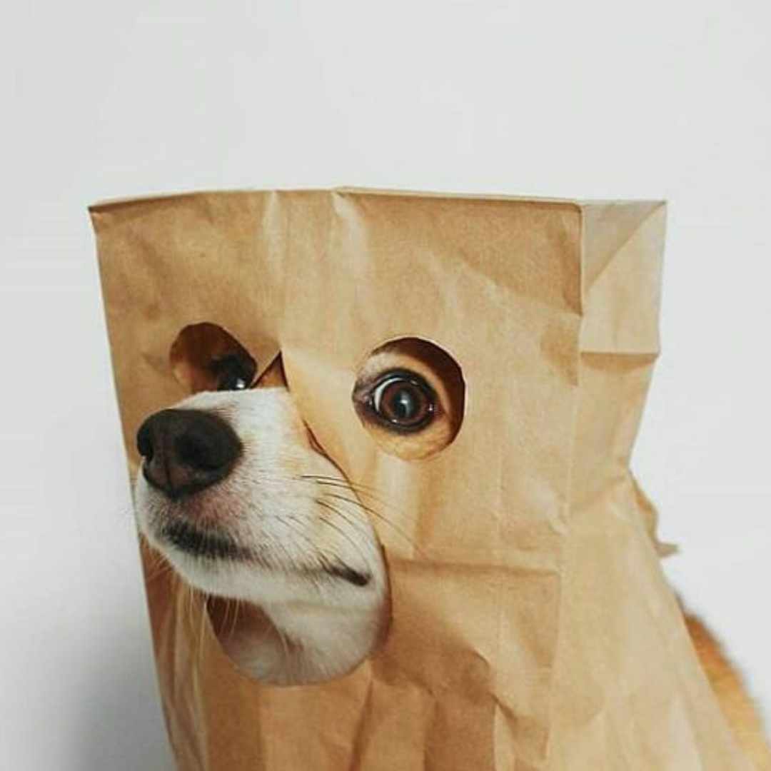 Anonymous Dog logo